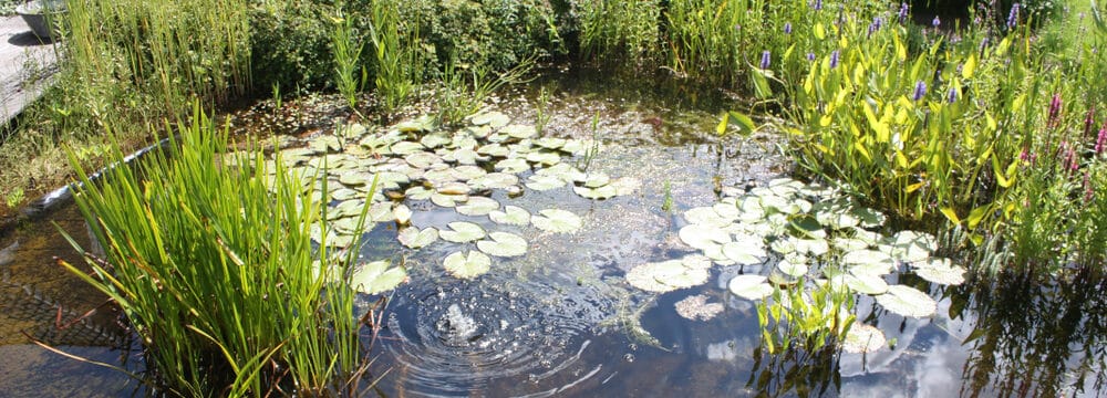 oil-less compressor pond