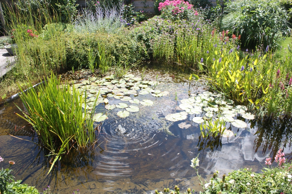 oil-less compressor pond